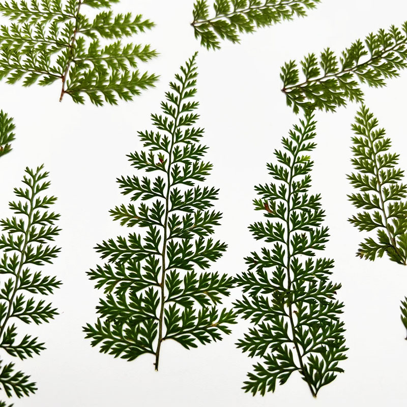 Resin Art Baby - 100 pièces de spécimens de feuilles
