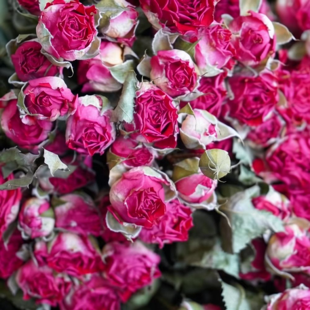 Fleurs de rose séchées naturel - Resin Art Rose avis et prix