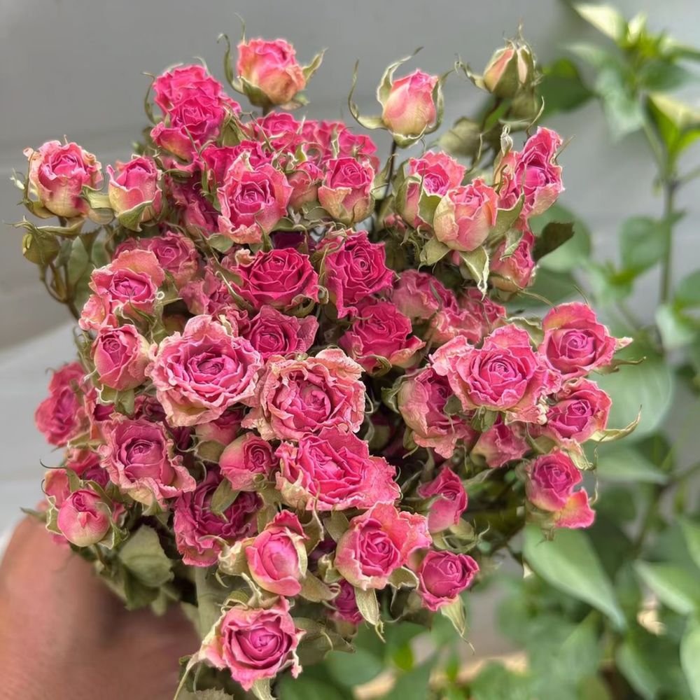 Fleurs de rose séchées naturel - Resin Art Rose avis et prix