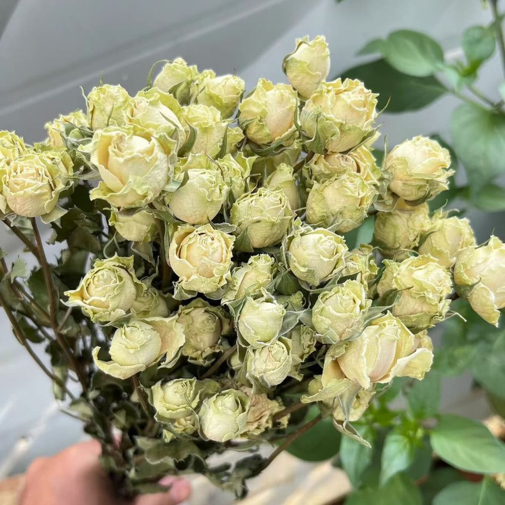 Bouquet de roses séchées natur - Resin Art Rose avis et prix